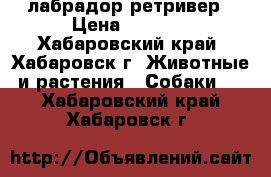 лабрадор ретривер › Цена ­ 5 000 - Хабаровский край, Хабаровск г. Животные и растения » Собаки   . Хабаровский край,Хабаровск г.